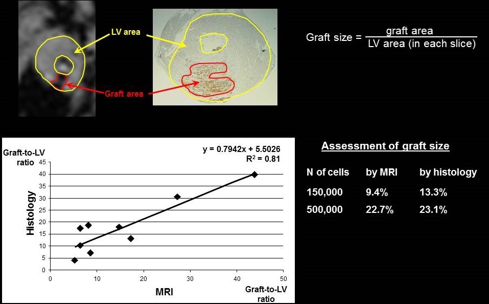 Implant graft size.