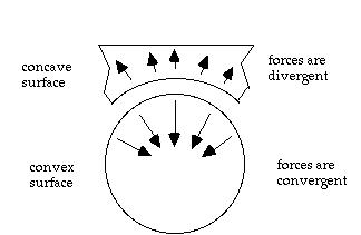 Concave Convex.
