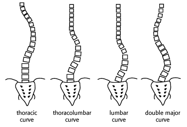 Curve Types.