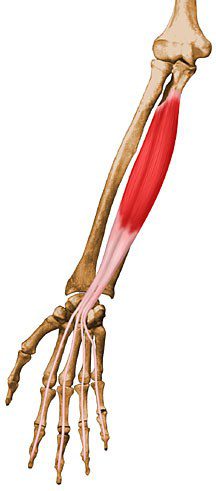 Flexor digitorum profundus.