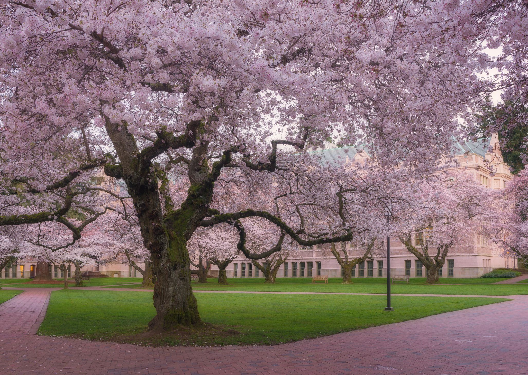 Cherry Blossoms.