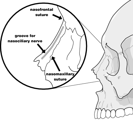 Normal Nose.