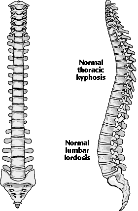 Normal Spine.