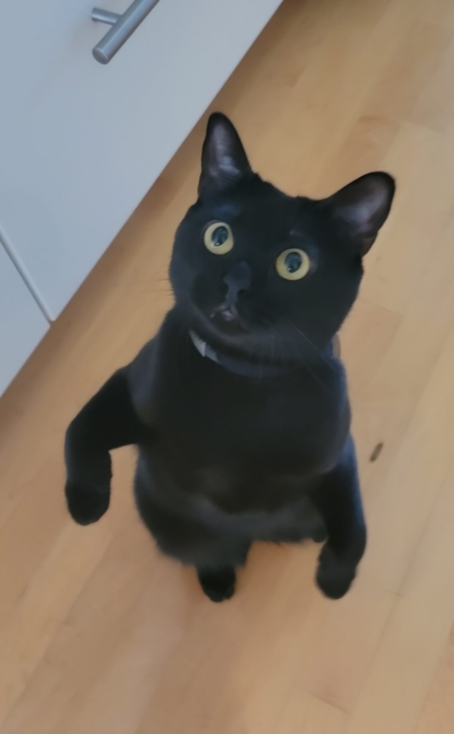 Hendrik Dorsser's Cat, "Umbreon".