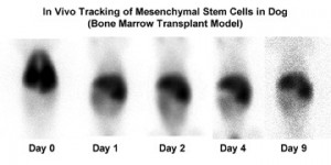 Stem Cell Tracking.