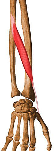 Abductor pollicis longus.