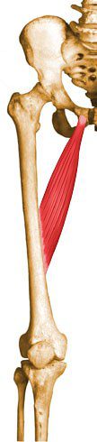 Adductor longus.
