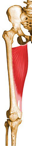 Adductor magnus.