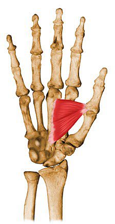 adductor pollicis