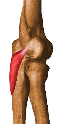 Anconeus.