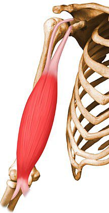 Biceps brachii.