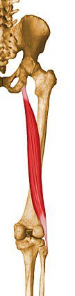Biceps femoris long head.