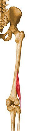 Biceps femoris short head.