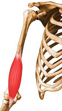 Brachialis.