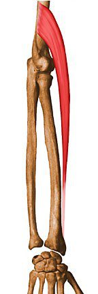 Brachioradialis.