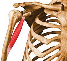 Coracobrachialis.
