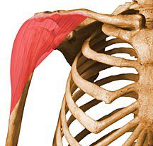 Deltoid.