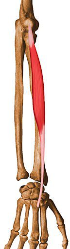 Extensor carpi radialis brevis.