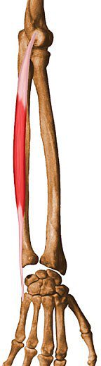 Extensor carpi ulnaris.