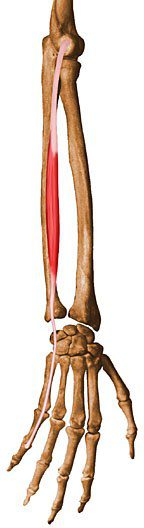 Extensor digiti minimi.