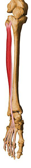 Extensor digitorum longus.