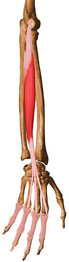 Extensor digitorum.