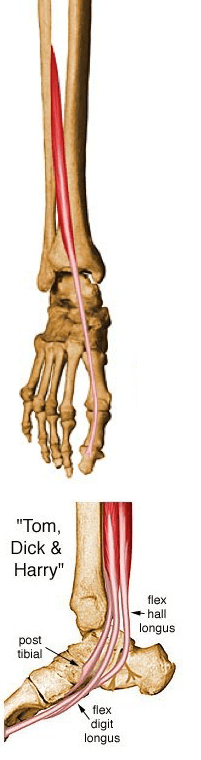 Extensor hallucis longus.