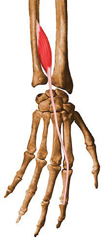Extensor indicis.