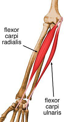 Flexor carpi ulnaris.