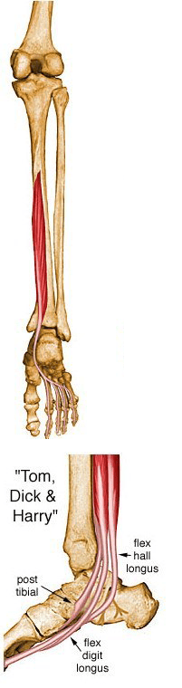 Flexor digitorum longus.