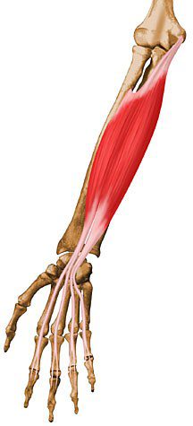 Flexor digitorum superficialis.