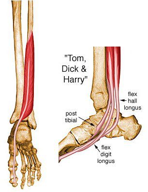 Flexor hallucis longus.
