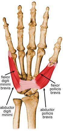 Flexor pollicis brevis.