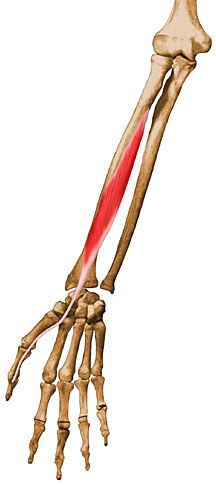 Flexor pollicis longus.