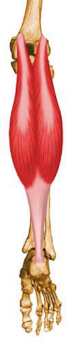 Gastrocnemius.