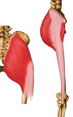 Gluteus maximus.