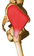 Gluteus medius.