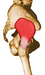 Gluteus minimus.