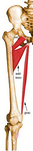 Gracilis.