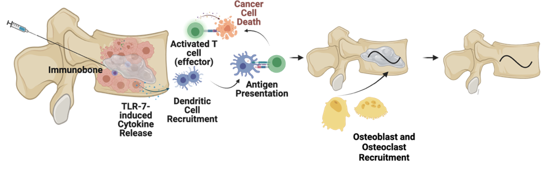 image of tissue engineering