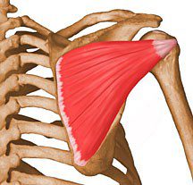 Infraspinatus.