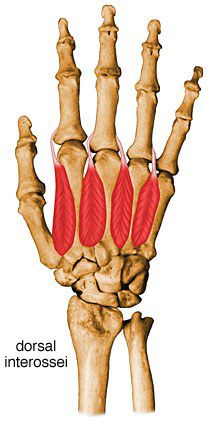 Interosseous muscles dorsal.