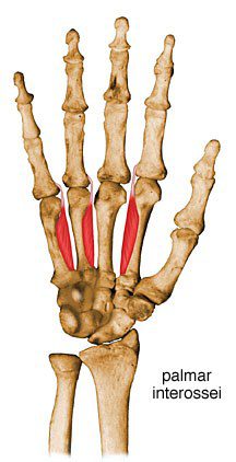 Interosseous muscles palmar.