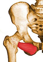 obturator externus