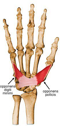 Opponens pollicis.