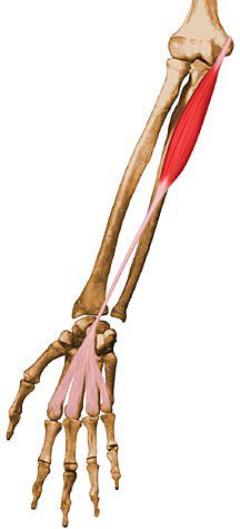 Palmaris longus.
