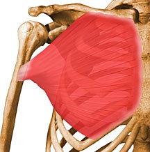 Pectoralis major.