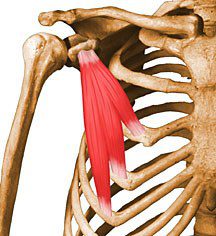 Pectoralis minor.
