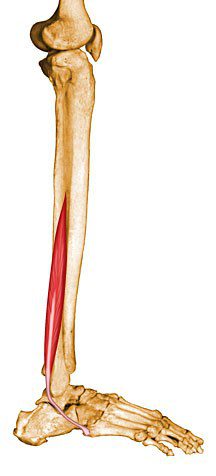 Peroneus brevis.