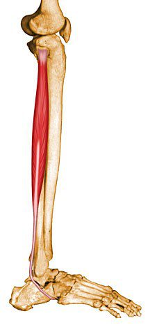 Peroneus longus.